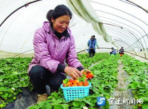 宿遷宿城區(qū) 探索農(nóng)業(yè)新型產(chǎn)業(yè)化經(jīng)營模式的江蘇實(shí)踐