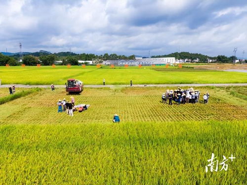 把就業(yè)機(jī)會留在農(nóng)村 農(nóng)業(yè)種植的潛力與路徑