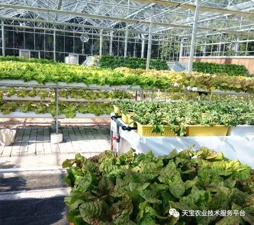 天寶最美果園走進(jìn)臺州 淡泊農(nóng)業(yè)園無土栽培學(xué)習(xí)體驗(yàn)