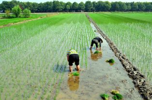 前進(jìn)需動力，后退需智慧——論現(xiàn)代農(nóng)業(yè)種植的平衡之道