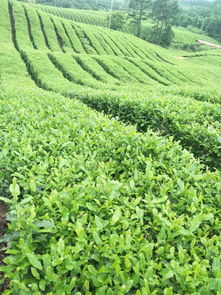 無錫名產佳作 國家地理標志的雙子星——水蜜桃與惠山泥人