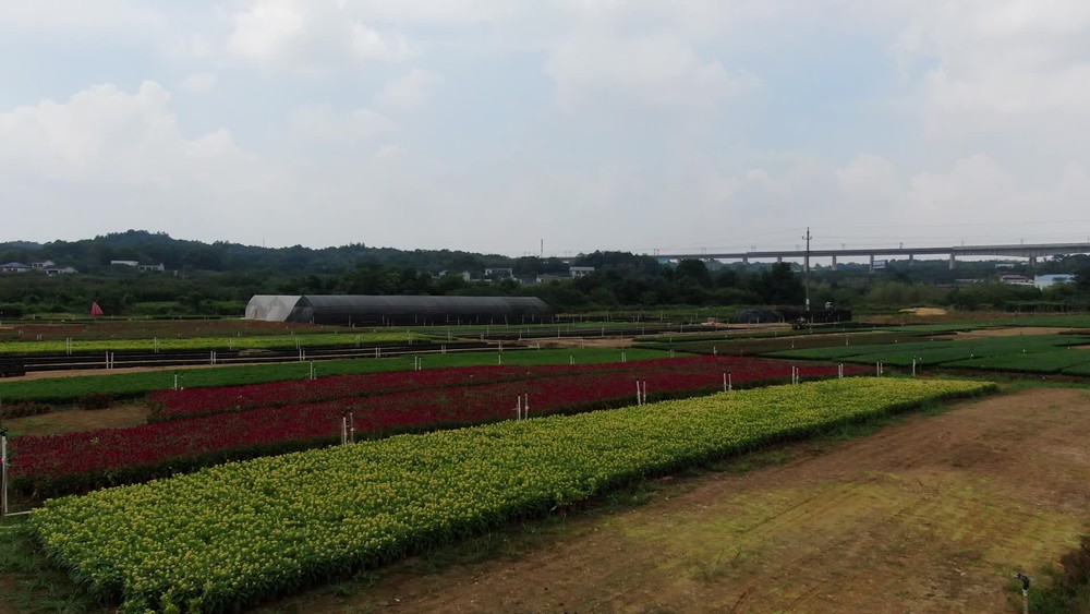 鄉村田園農業種植的現代發展與價值