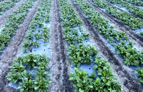 金川縣沙耳鄉克爾瑪村側記 特色設施農業種出鄉村振興富裕路