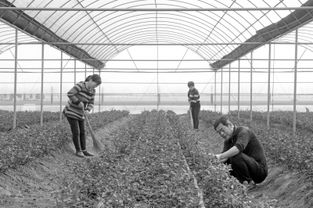 花海鋪就致富路——河南項城市南頓鎮(zhèn)發(fā)展花卉種植助農(nóng)增收紀實