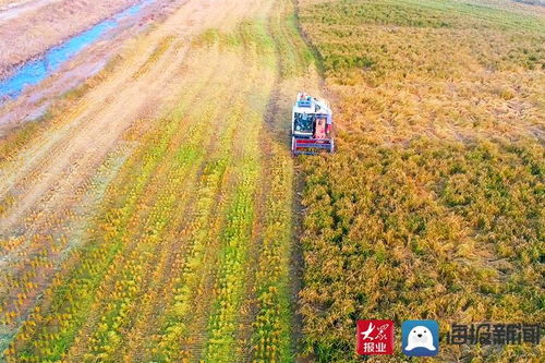 稻谷金黃顆粒歸倉，濱州水稻喜開鐮——一幅秋日農(nóng)業(yè)豐收圖