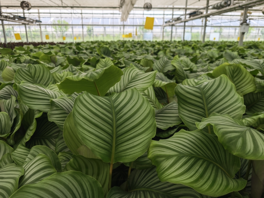 光伏賦能新農業 探秘全年無休的“植物工廠”